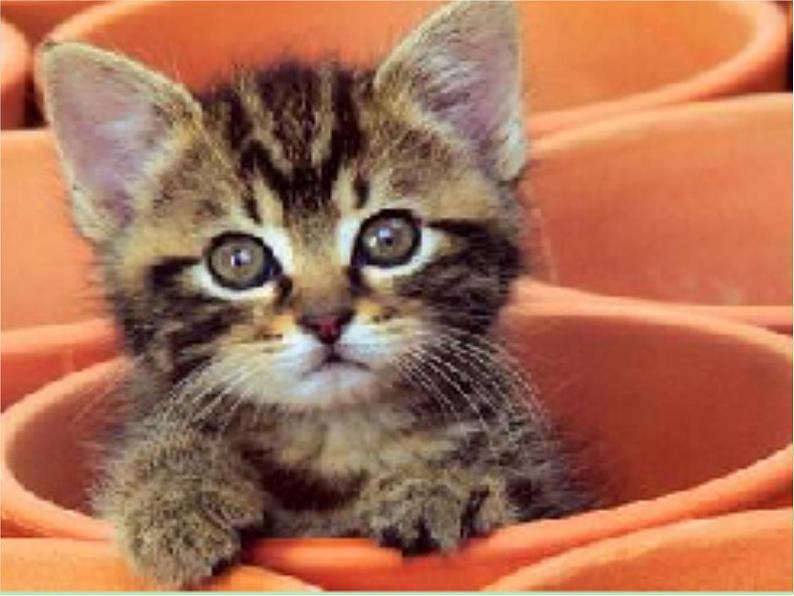 小学二年级下册音乐-《猫虎歌》3人音版(简谱)(13张)ppt课件第7页