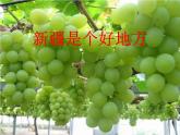 小学二年级下册音乐-《新疆是个好地方》1人音版(简谱)(9张)ppt课件
