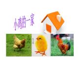 小學二年級上冊音樂-第4課《小雞的一家》--人音版(簡譜)(7張)ppt課件