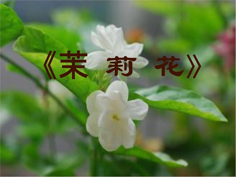 （演唱）茉莉花 课件 (2)第1页