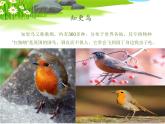 知更鸟的歌PPT课件免费下载