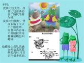 湘藝版音樂四年級下冊第四課 （演唱）花蛤蟆 課件 教案 (2)