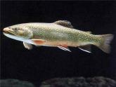 湘藝版音樂四年級下冊第六課 （聽賞）鱒魚 課件 教案