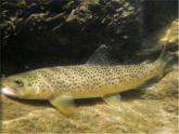 湘藝版音樂四年級下冊第六課 （聽賞）鱒魚 課件 教案