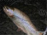 湘藝版音樂四年級下冊第六課 （聽賞）鱒魚 課件 教案