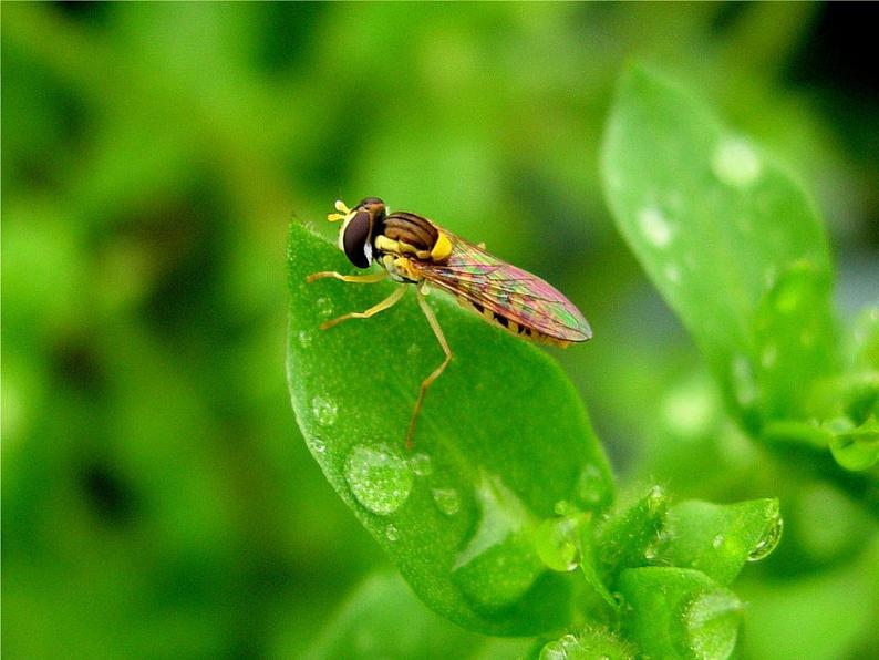 湘艺版音乐四年级下册第三课 （演唱）春晓 课件 教案 (4)05