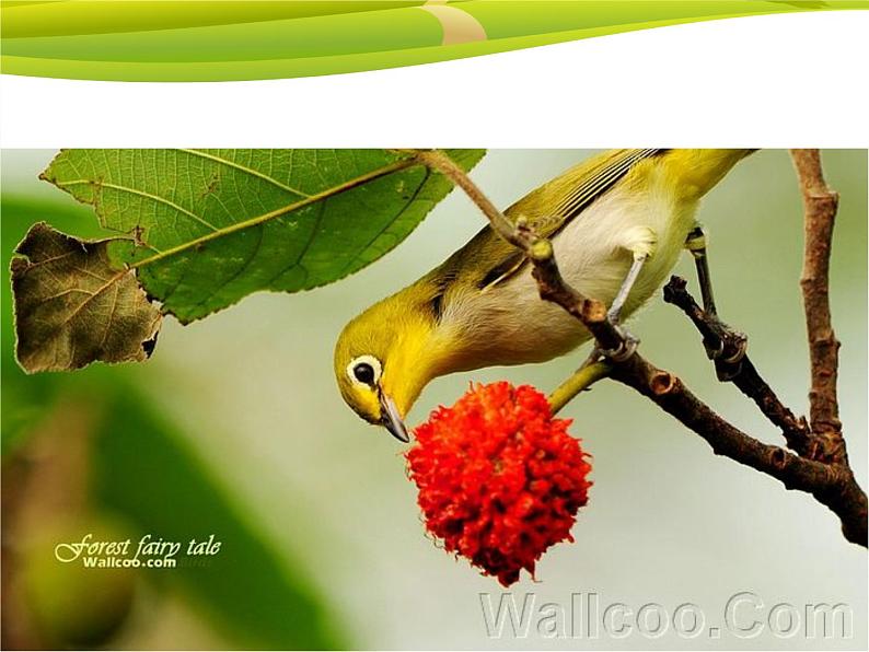 湘艺版音乐四年级下册第三课 （演唱）春晓 课件 教案 (4)06