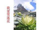 小學【課件】8《我愛雪蓮花》二年級下冊音樂-人音版(五線譜)(共6張PPT)