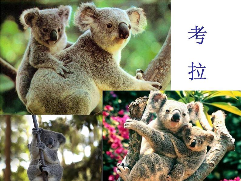 小学【课件】6《剪羊毛》三年级下册音乐-人音版(五线谱)(共21张PPT)第5页