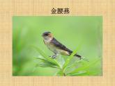 小学二年级上册音乐课件-《小燕子》冀少版-(共10张PPT)