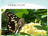 小學(xué)音樂(lè)紅蜻蜓-課件-PPT