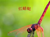 小学音乐红蜻蜓-课件-(4)PPT