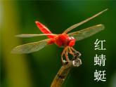 小学音乐红蜻蜓-课件-(1)PPT