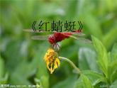 小學(xué)音樂(lè)紅蜻蜓-課件-(2)PPT