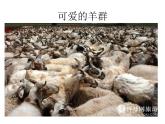 小学音乐剪羊毛-课件-(8)PPT