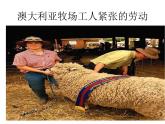 小学音乐剪羊毛-课件-(8)PPT