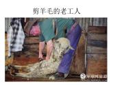 小学音乐剪羊毛-课件-(8)PPT