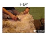 小学音乐剪羊毛-课件-(8)PPT