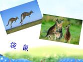 小学音乐剪羊毛-课件PPT