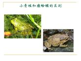 小学音乐癞蛤蟆和小青蛙-课件-(4)ppt