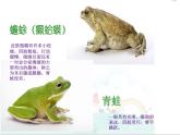 癩蛤蟆和小青蛙PPT課件免費下載
