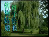 小学音乐柳树姑娘-课件-(1)ppt (1)