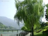 小学音乐柳树姑娘-课件-(2)ppt (1)