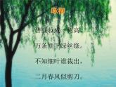 小学音乐柳树姑娘-课件-(7)ppt (1)