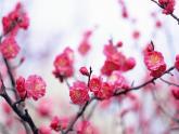 小学音乐梅花-课件-(5)ppt