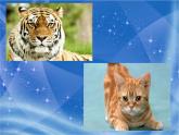 小学音乐猫虎歌-课件-(1)ppt