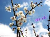 小学音乐梅花-课件-(6)ppt