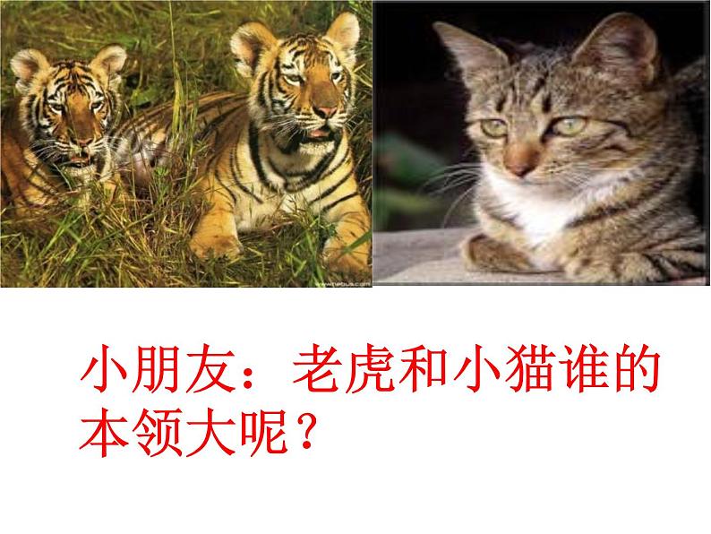 猫虎歌PPT课件免费下载03