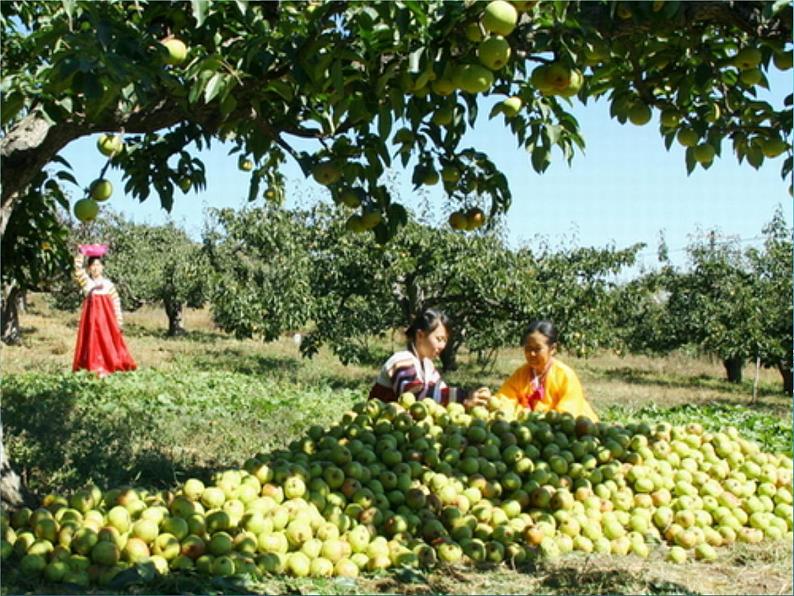 小学音乐苹果丰收-课件-(2)ppt02