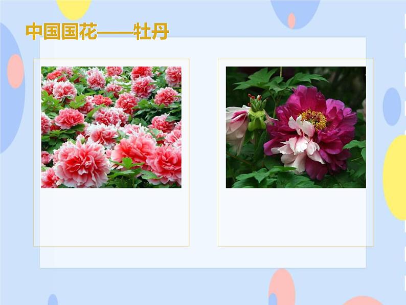 五、沃土中原（活动）编花篮 课件+教案+音频05