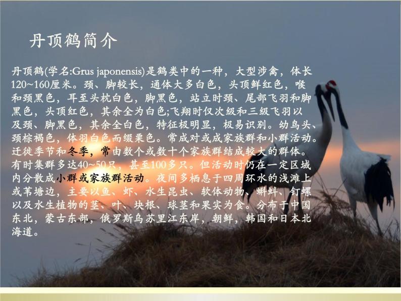 六,我们的家园(听赏)丹顶鹤的故事(女声独唱) 课件 音视频07
