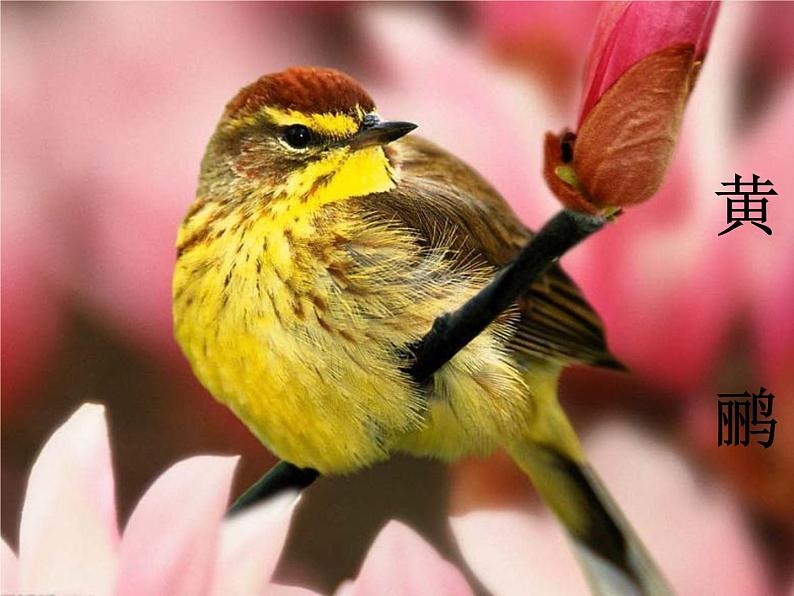 森林的歌声PPT课件免费下载05