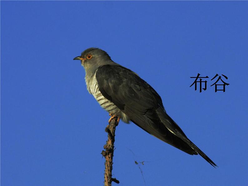 森林的歌声PPT课件免费下载07