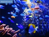 小学音乐水族馆-课件ppt