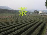 小学音乐少先队员采茶歌-课件-(3)ppt