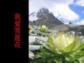 我愛雪蓮花PPT課件免費下載