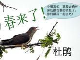 小学音乐顽皮的杜鹃-课件-(6)ppt