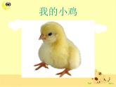 小學(xué)音樂我的小雞-課件2ppt