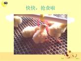 小學(xué)音樂我的小雞-課件2ppt
