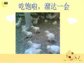 小學(xué)音樂我的小雞-課件2ppt