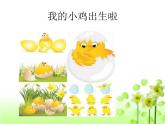 小學(xué)音樂我的小雞-課件1ppt
