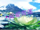 小學音樂我愛雪蓮花-課件-(4)ppt