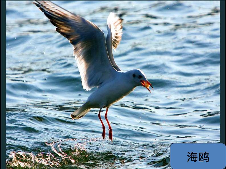 小学音乐小鸟小鸟-课件-(4)ppt课件07