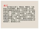小燕子PPT课件免费下载
