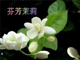 小學音樂茉莉花-課件-(3)ppt (1)