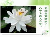 小学音乐茉莉花(东北民歌)-课件ppt (1)